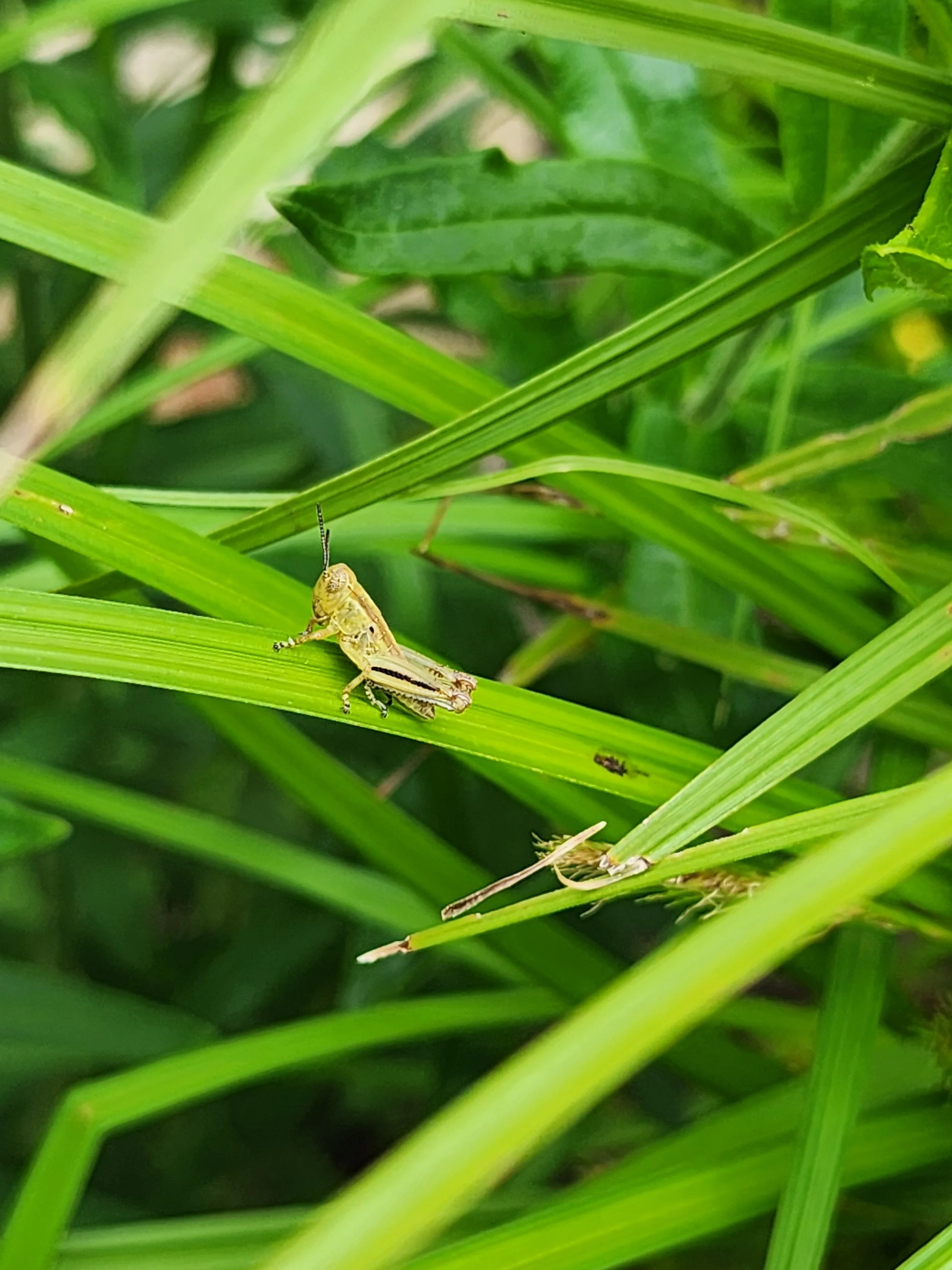  Grasshopper on a native sedge. 