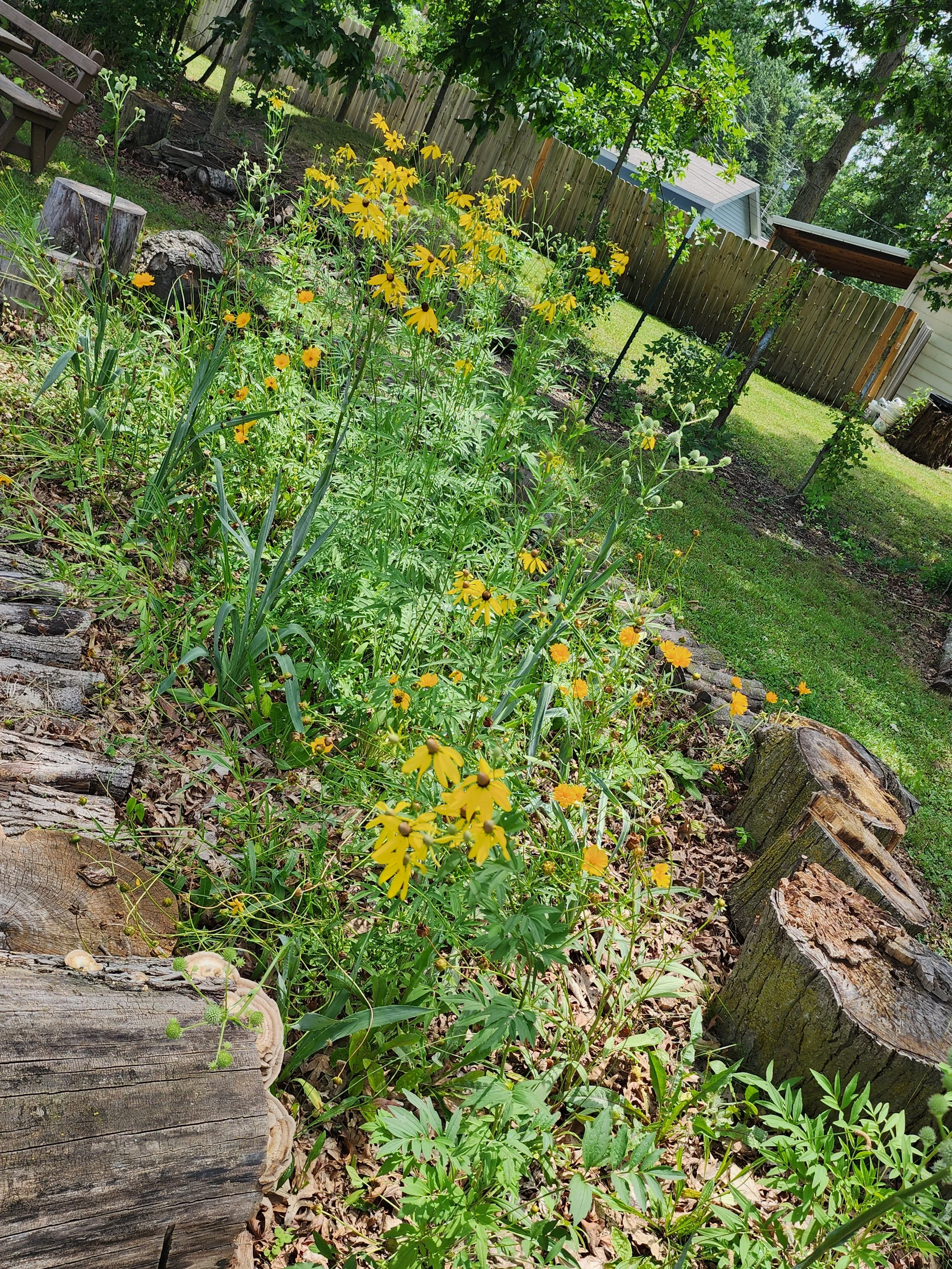  Lace leaved coreopsis, yellow coneflower and rattlesnake master in the center of the nature playscape. 