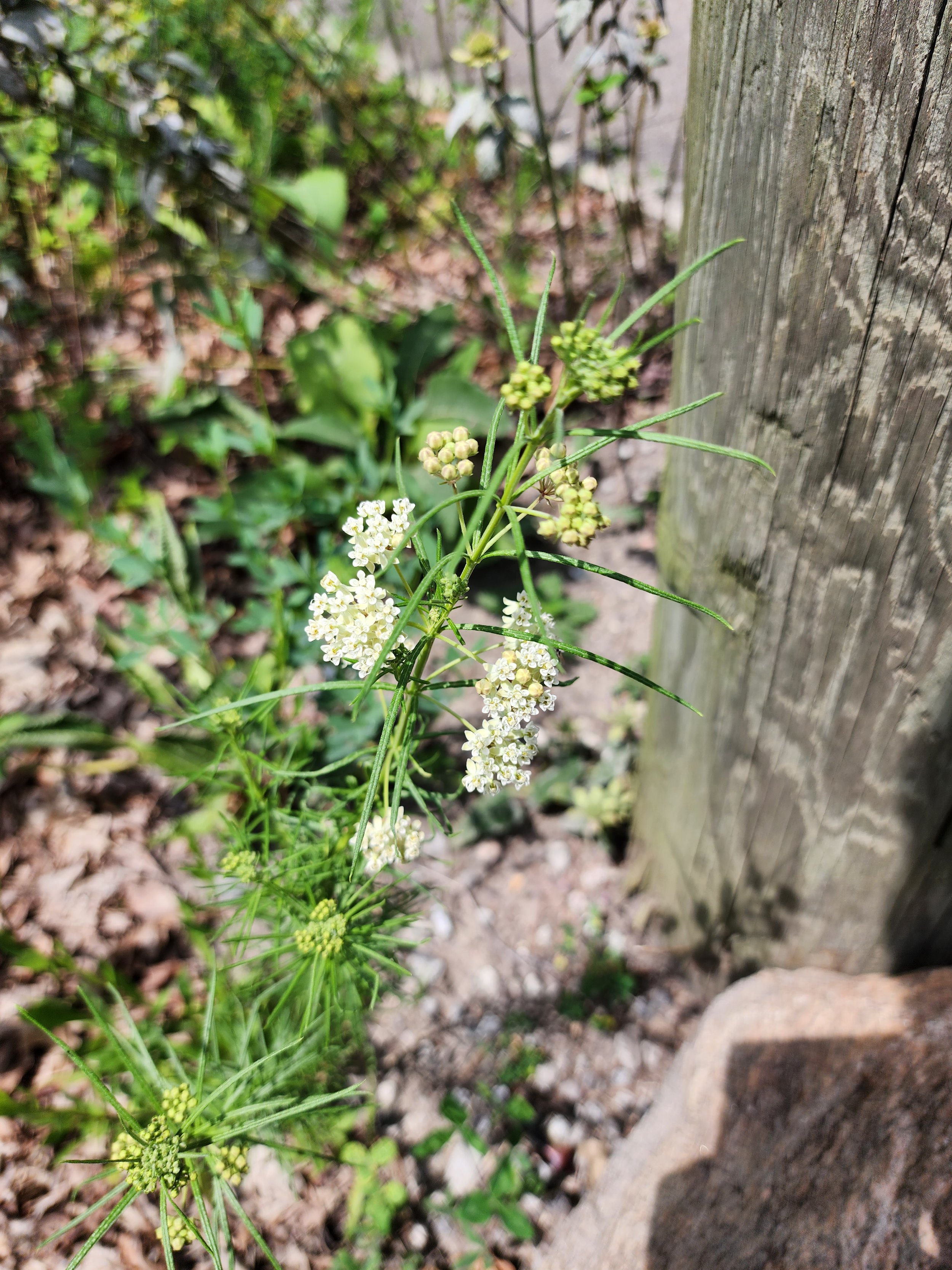  Whorled Milkweed 