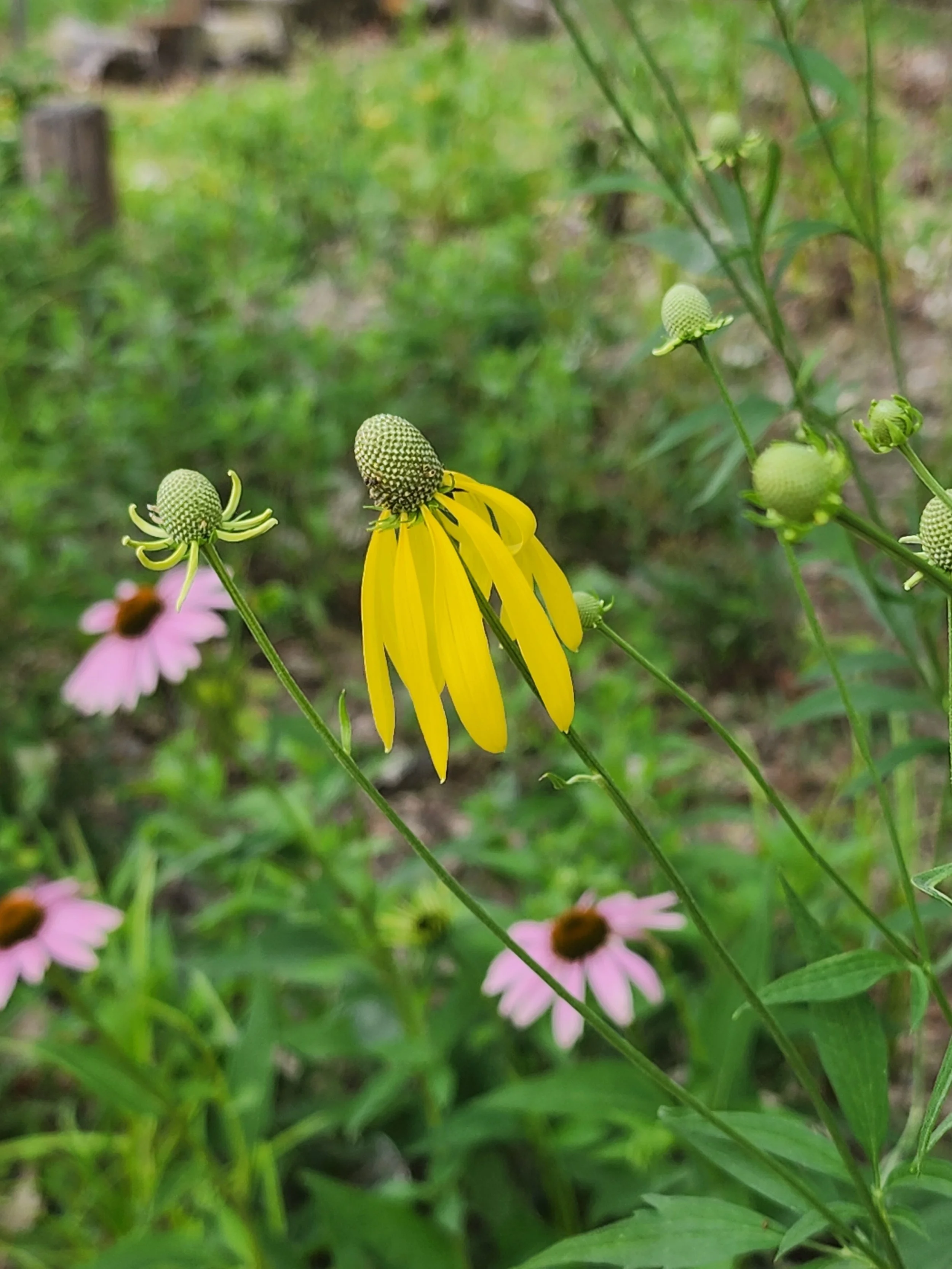  Yellow coneflowers planted last year are now blooming and so so beautiful.  