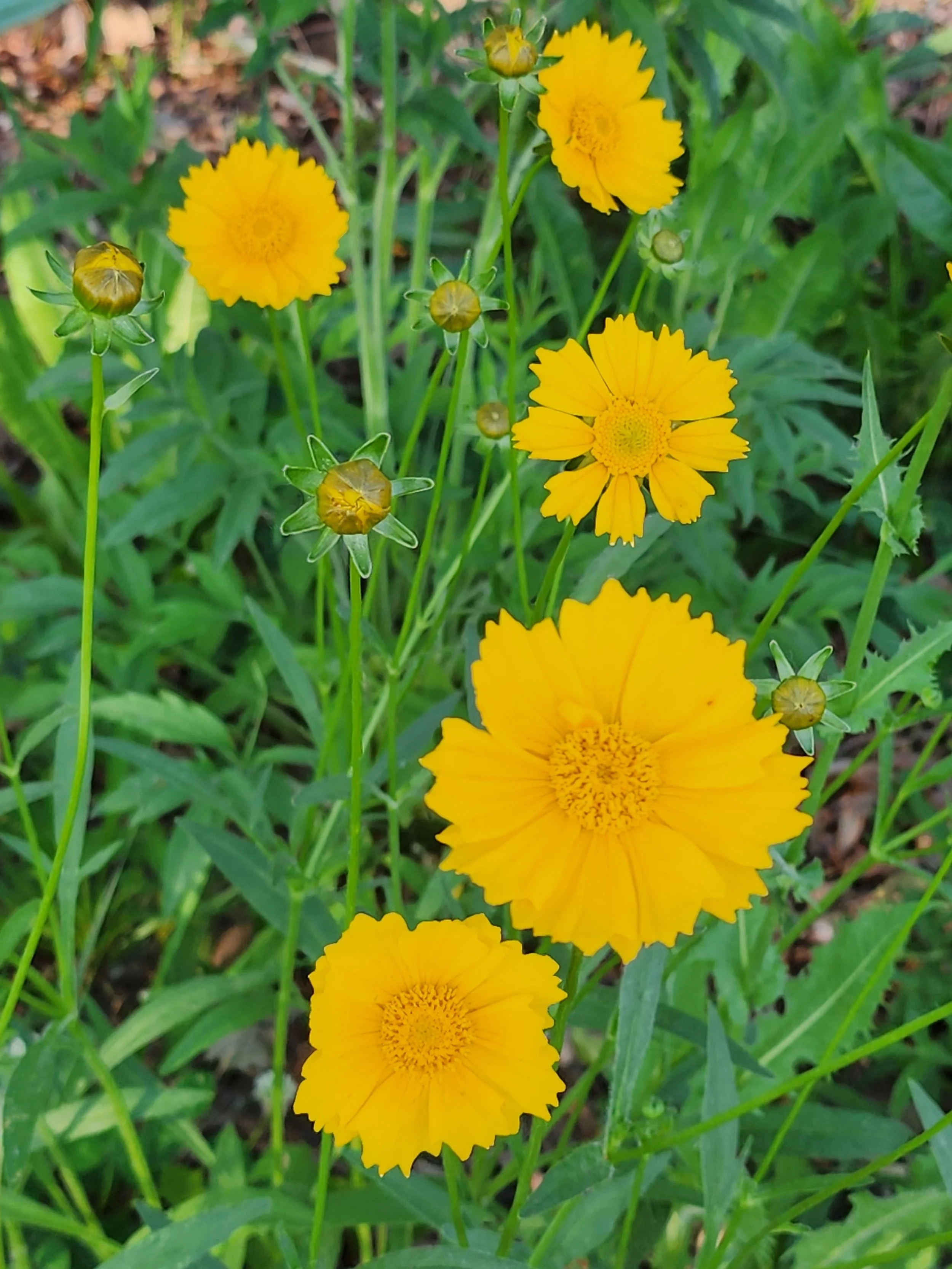  Lance leaved coreopsis  