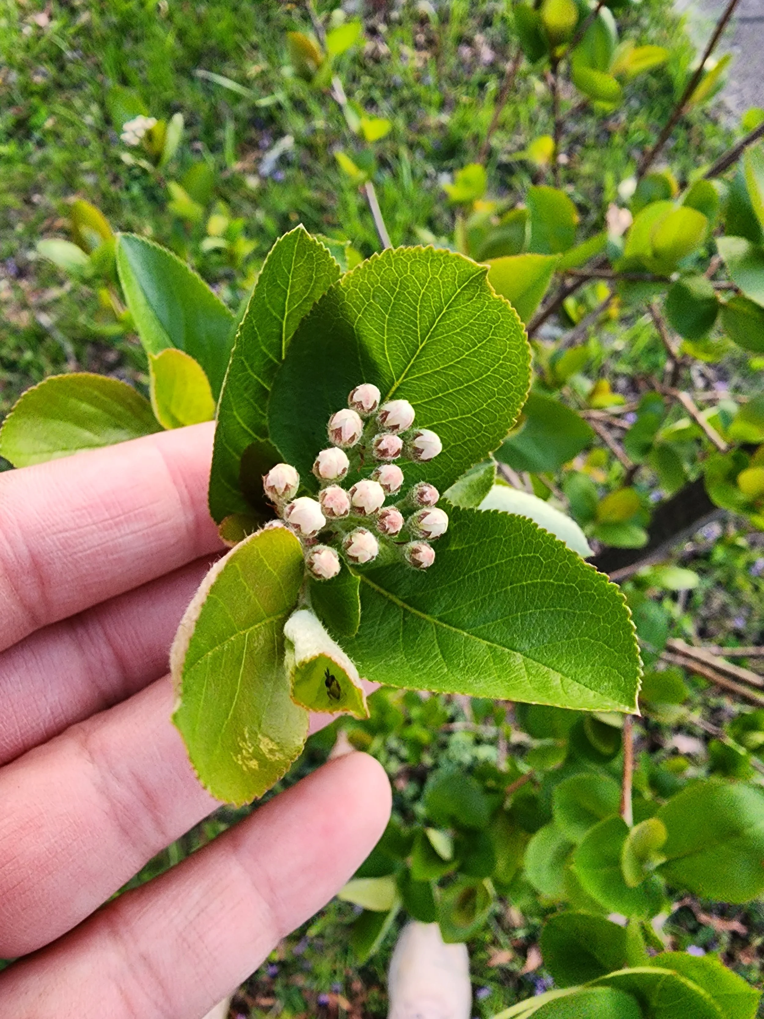  Black chokeberry bloom 