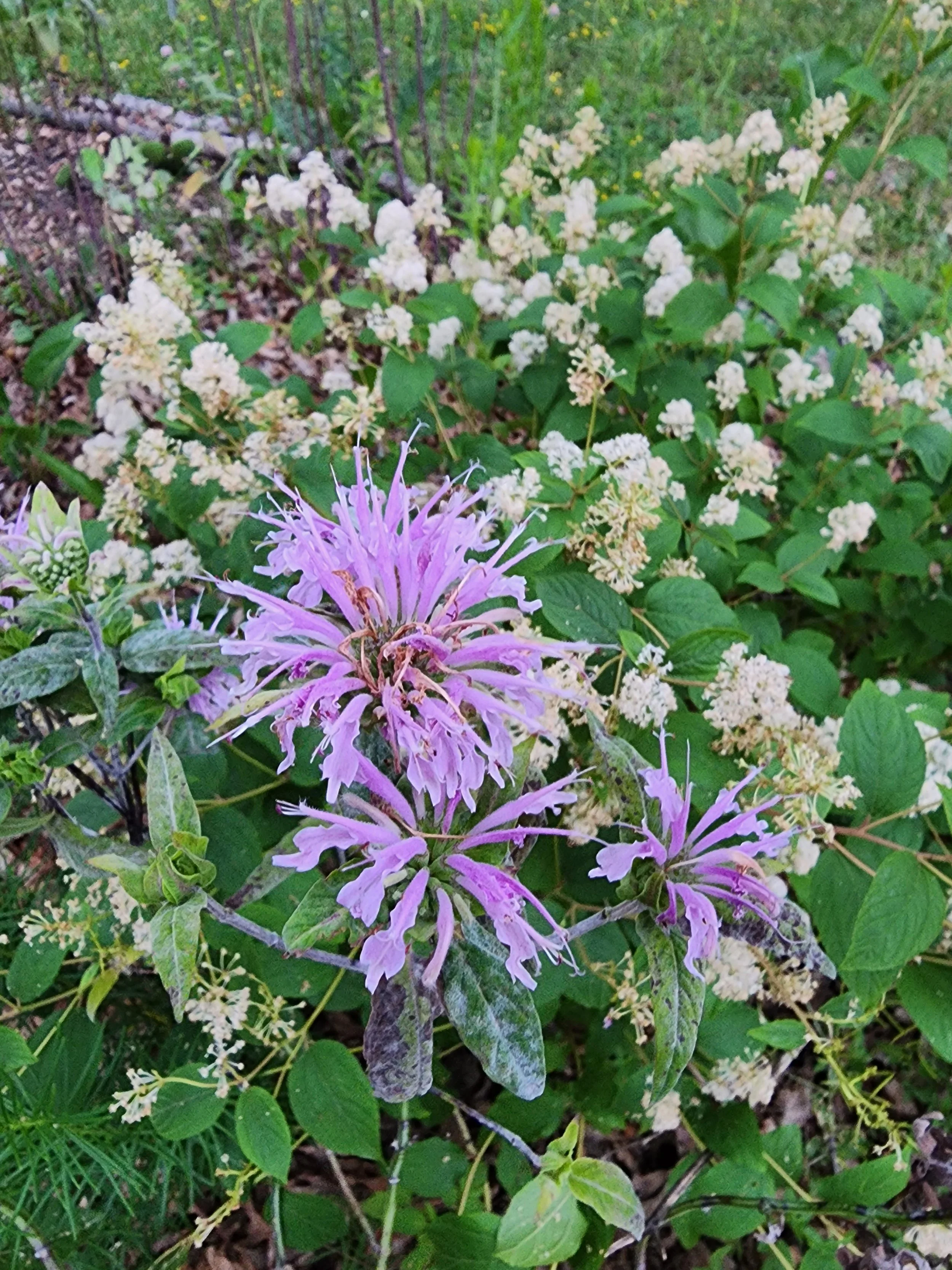  Bee balm with new jersey tea in the background 