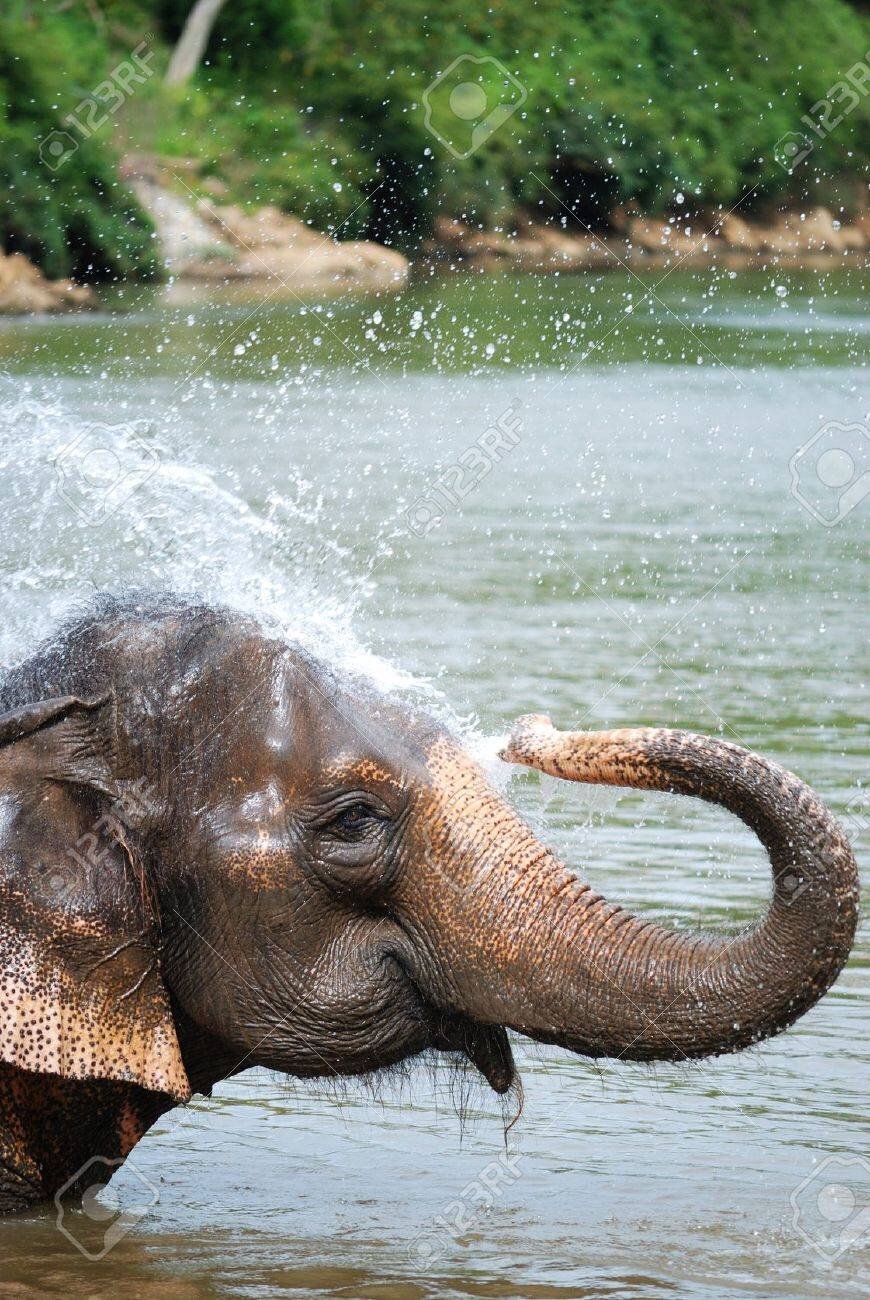 11077432-an-elephant-splashing-water.jpg