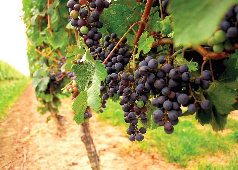 McLeod Tours Grapes.jpg