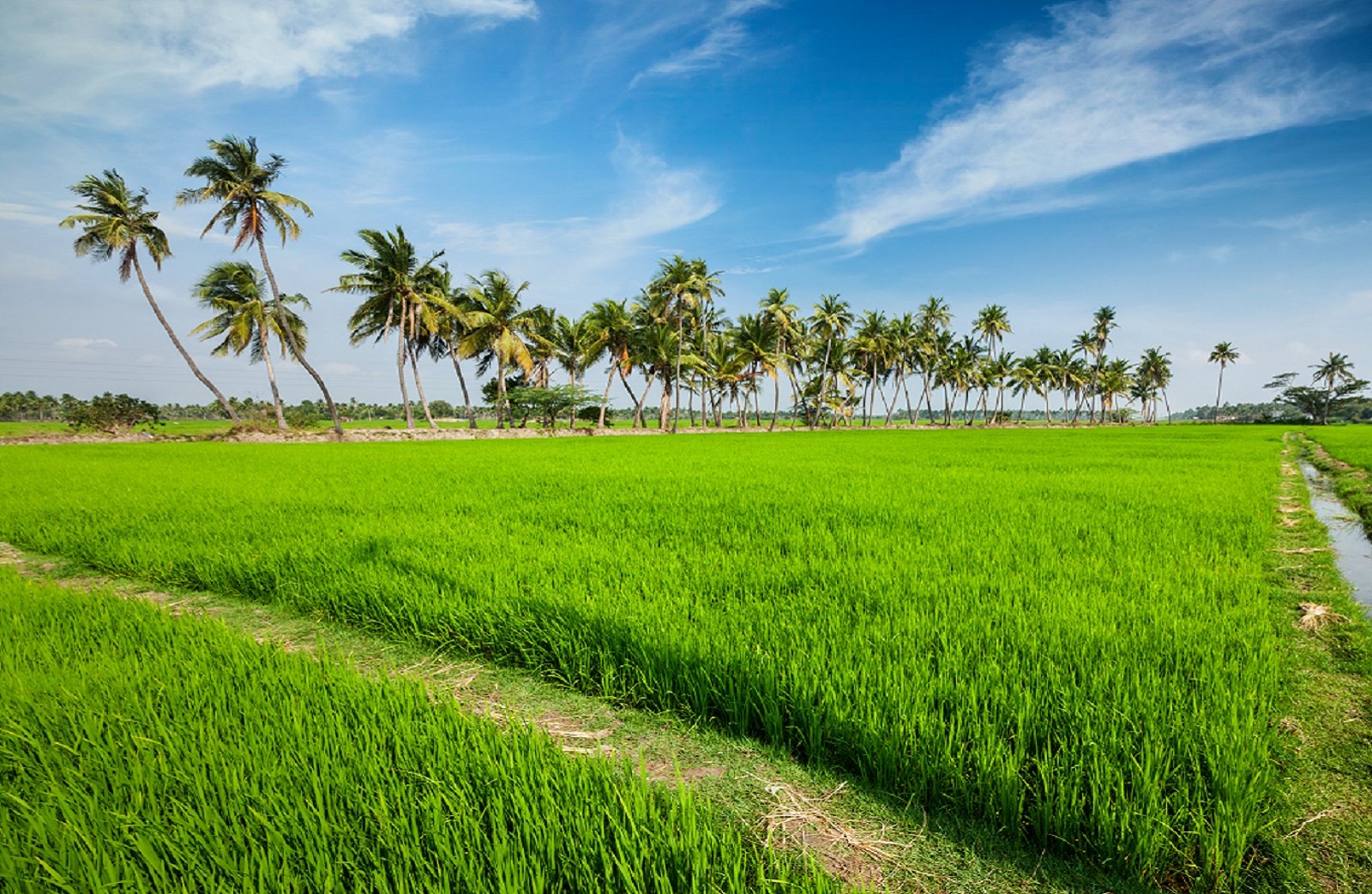 Green rice production india (1).jpg