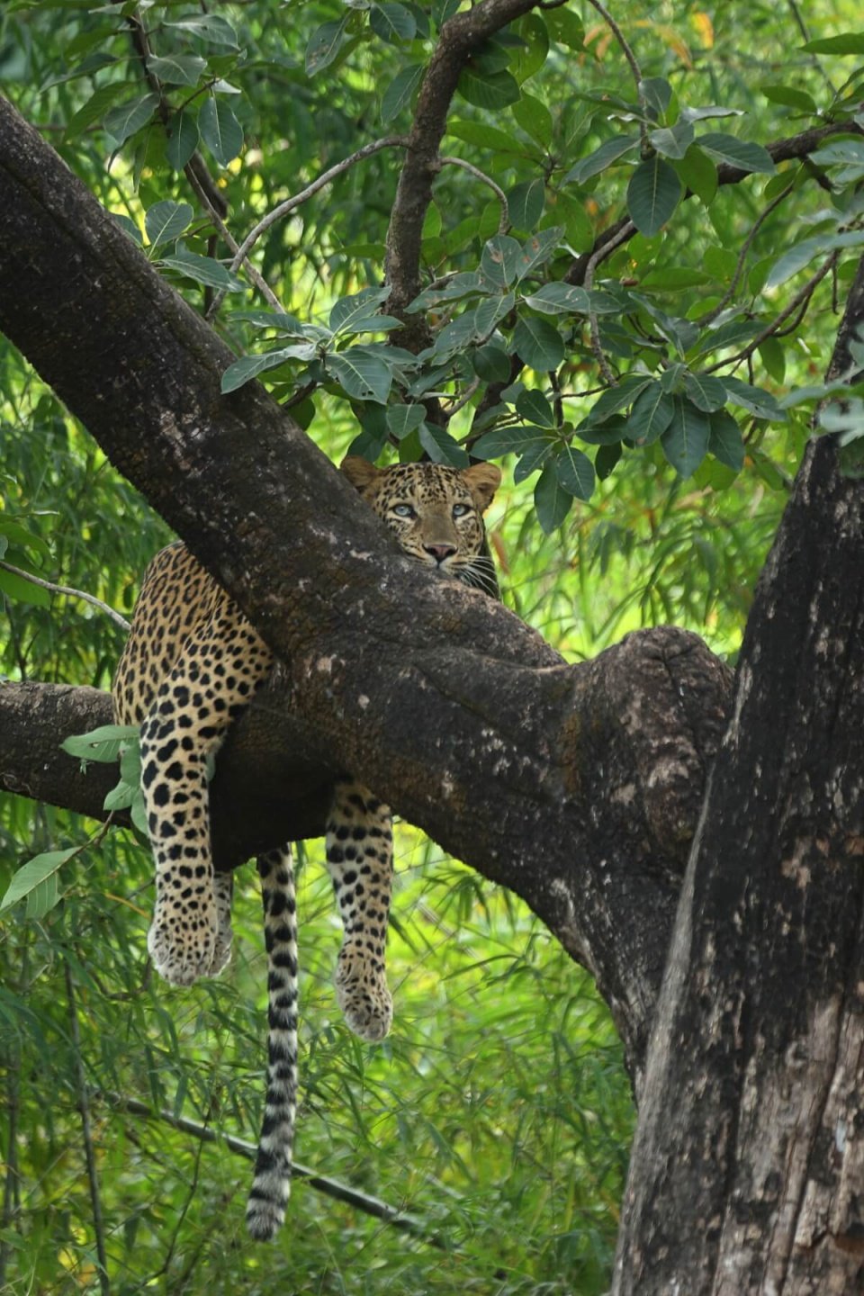 Svasara Jungle Lodge TADOBA Leopard (from their WS).jpg