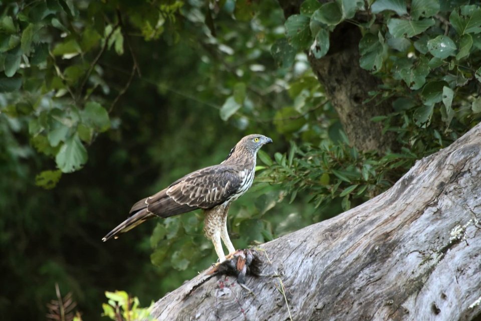 Svasara TADOBA eagle Hawk (from their WS).jpg