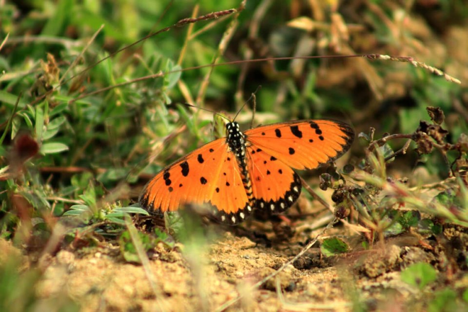 Svasara TADOBA Wild Butterfly (from their WS).jpg