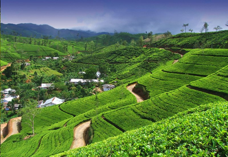 2Fmnd54a-Sri-Lanka-Tea-Estate.jpg
