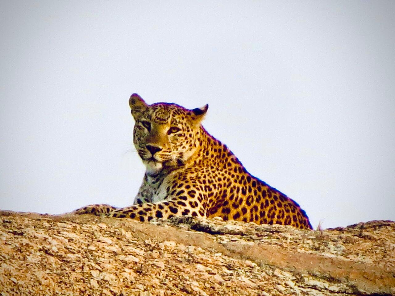 Mohan Leopard.jpg