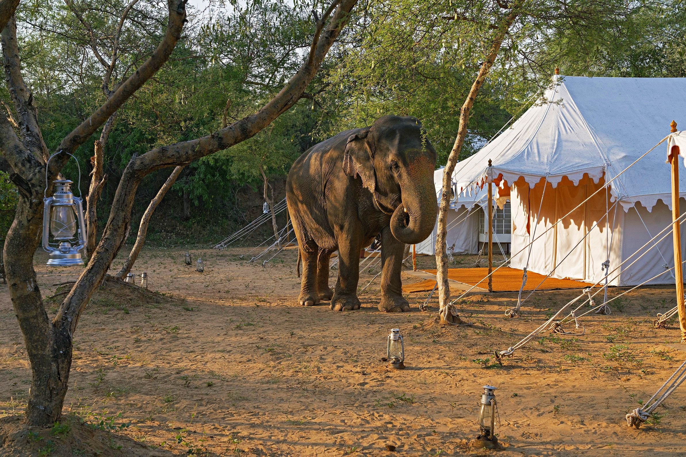 Dera+Amer+tented+camp+and+laxmi.jpg