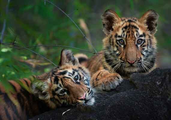 Waghoba eco lodge Tadoba tiger cubs.jpg