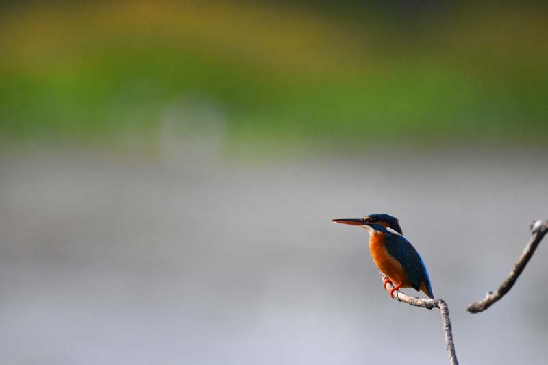 SL Kingfisher.jpg