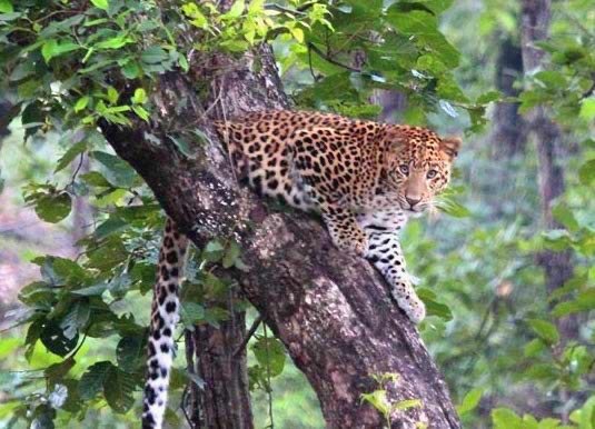Bandhavgarh+Samode+Safari+Lodge+leopard.jpg