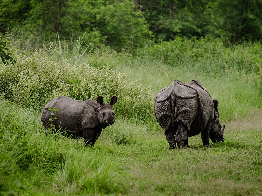 Santuary Lodge Rhino safari.jpg