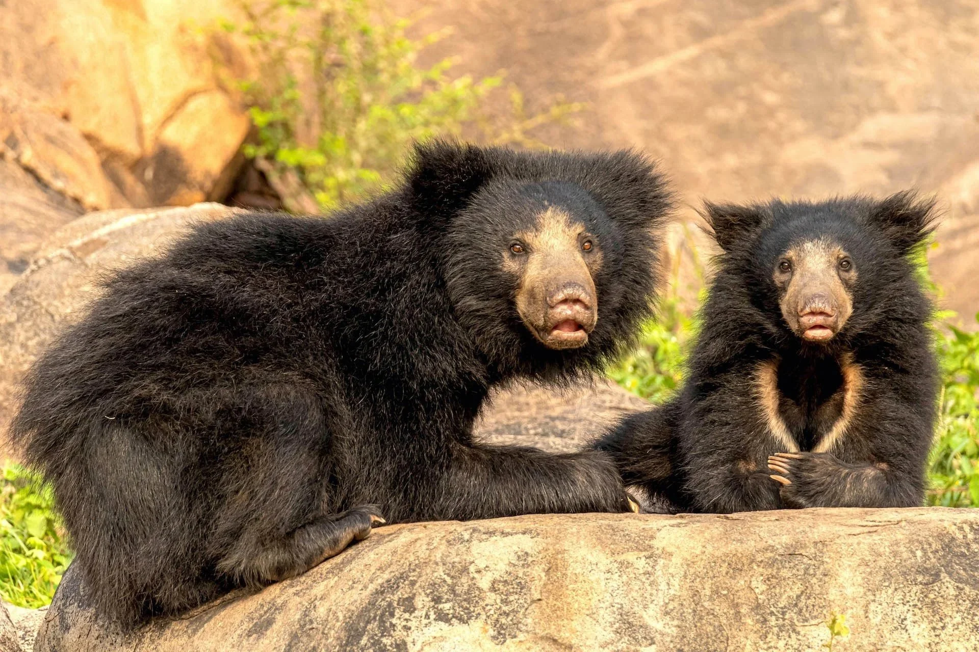 daroji-sloth-bear-mother-cub-frontal-akshay-manwani_izkmcz.jpg.jpeg