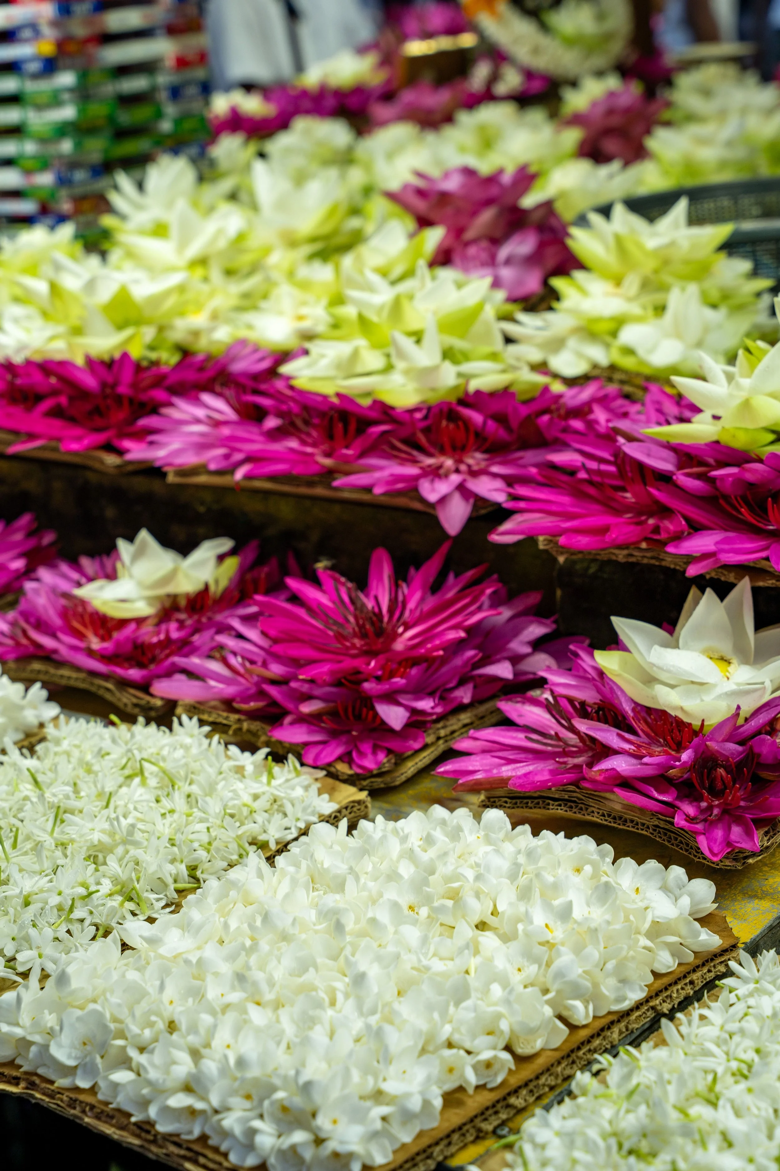 pexels-thilina-alagiyawanna-3266092-39827342.jpg