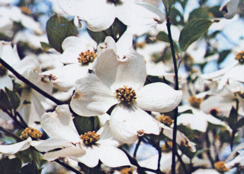 Apple-Blossoms-thumb.jpg