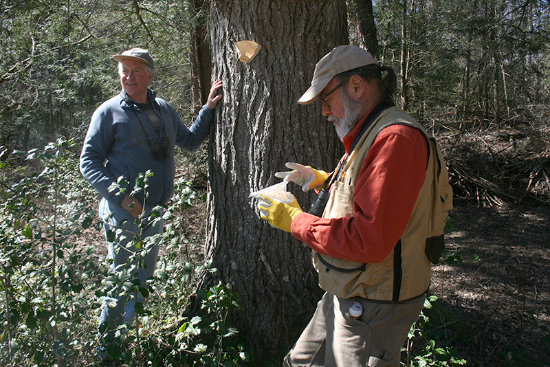 Habitat_Hemlock01.jpg