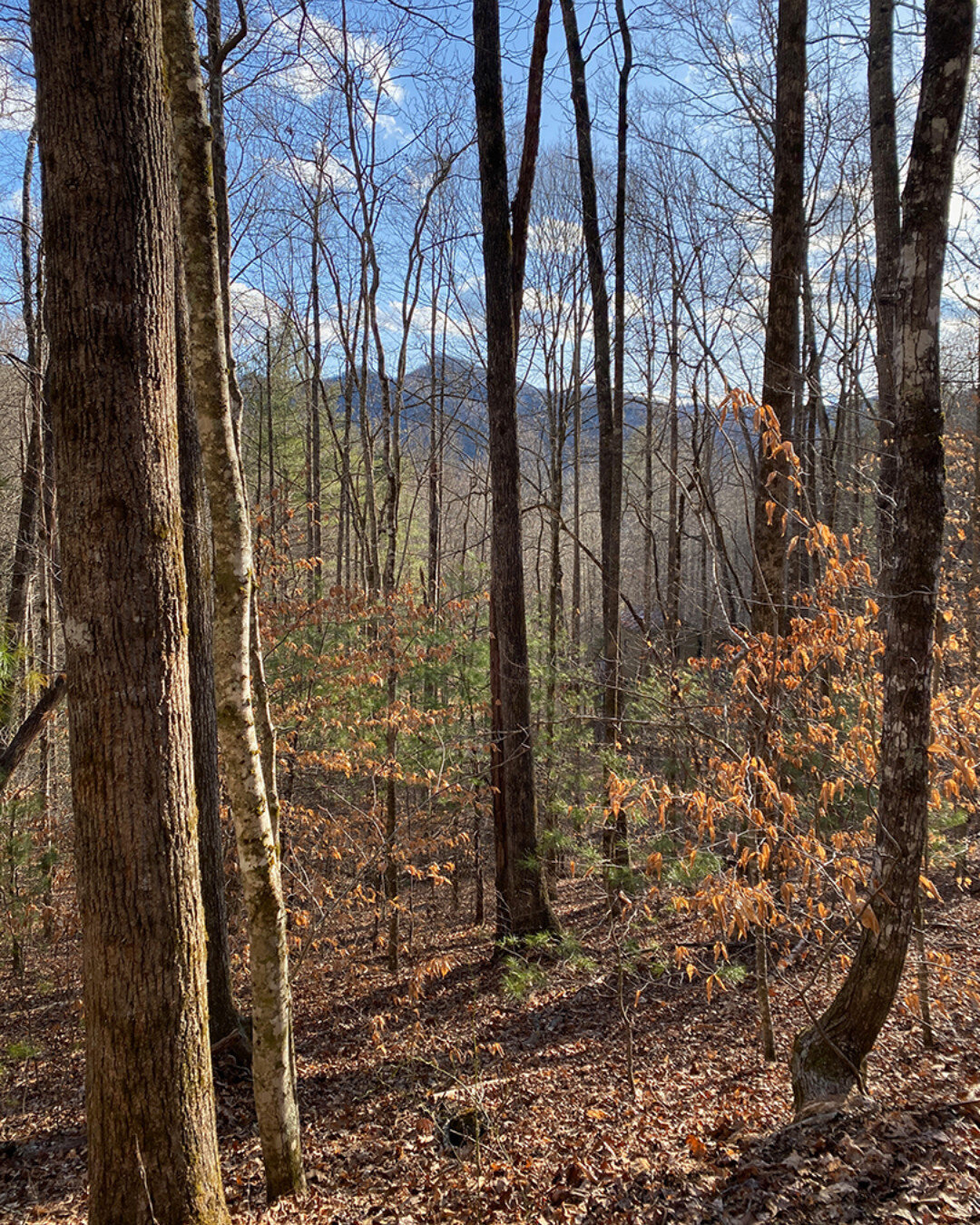 &quot;I prefer winter and fall, when you feel the bone structure of the landscape &mdash; the loneliness of it... Something waits beneath it &mdash; the whole story doesn't show.&quot; ~Andrew Wyeth

#hambidge #hambidgecenter #getoutside #explorerabu