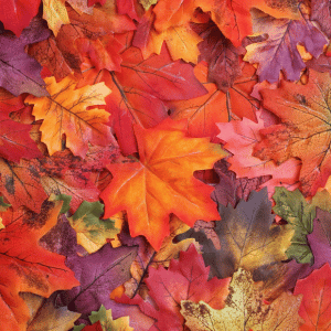 Festival de Otoño de Salisbury