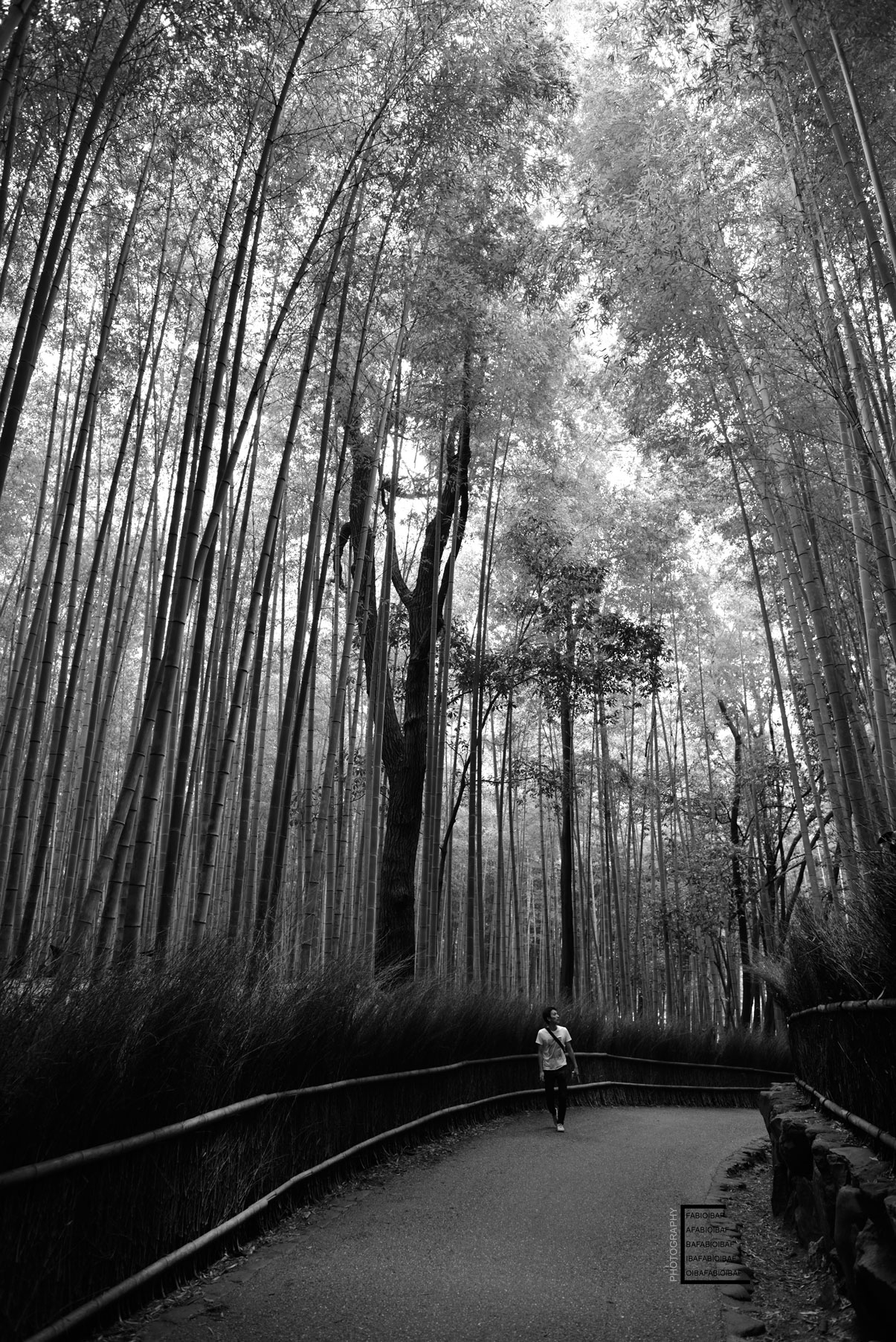 kyoto---bambu-walk-bw.jpg