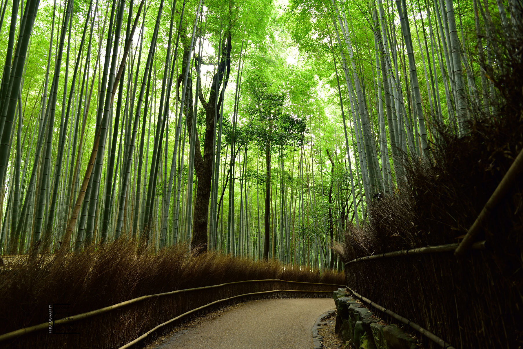 kyoto---bambu-walk-2.jpg
