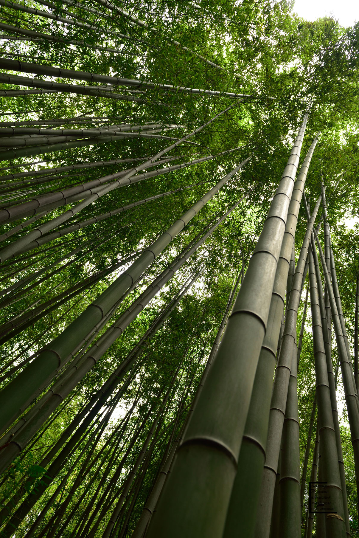 kyoto---bambu-hights.jpg