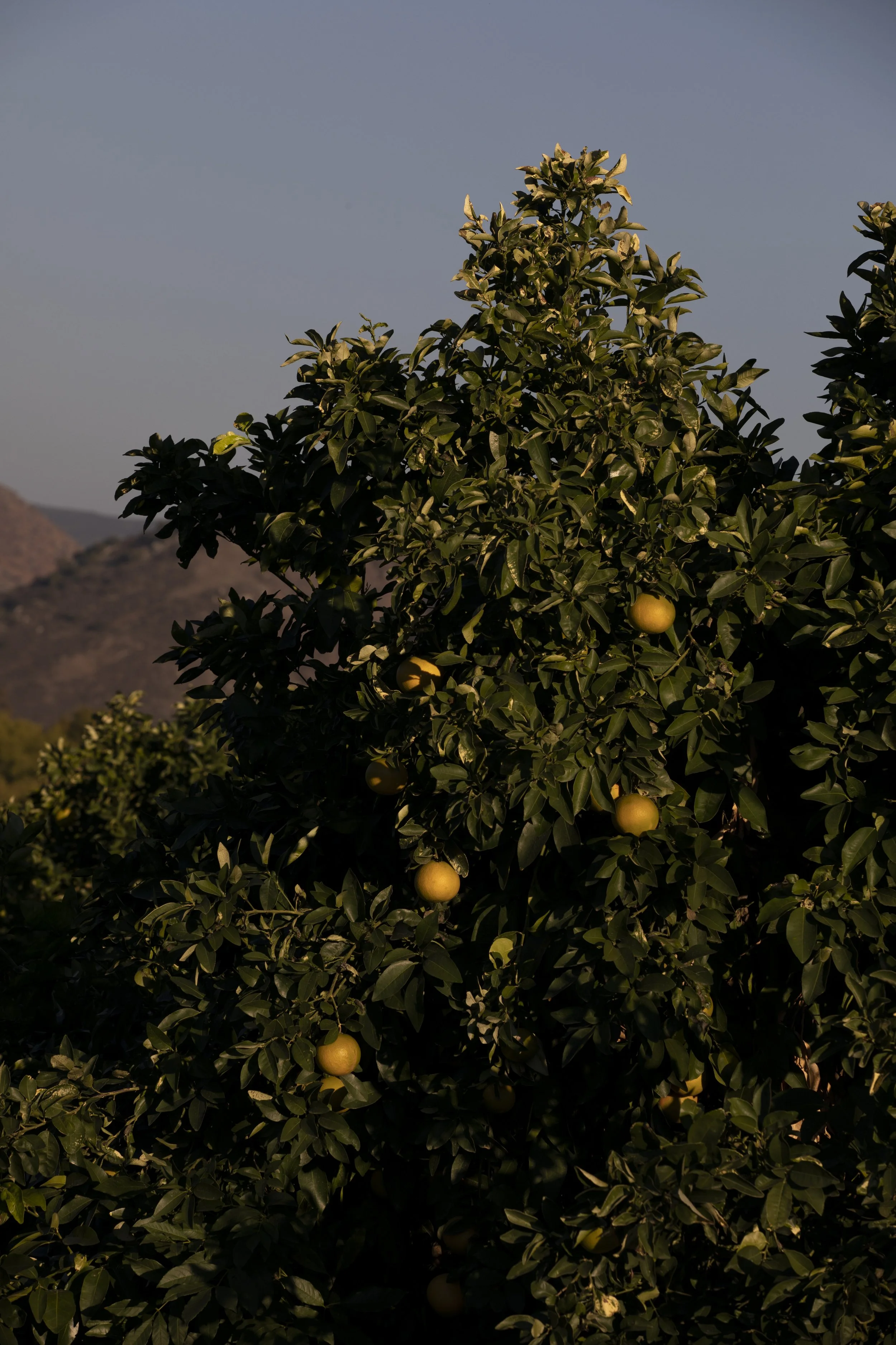  Citrus grows on Matt Witman’s farm.  