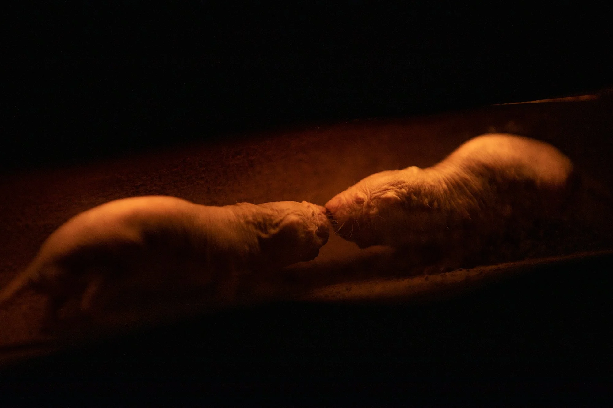 924941-sd-me-zoo-exhibit 2.JPG