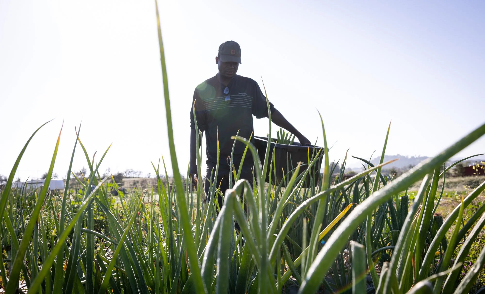 SUT-L-farmers-food-banks 7.JPG