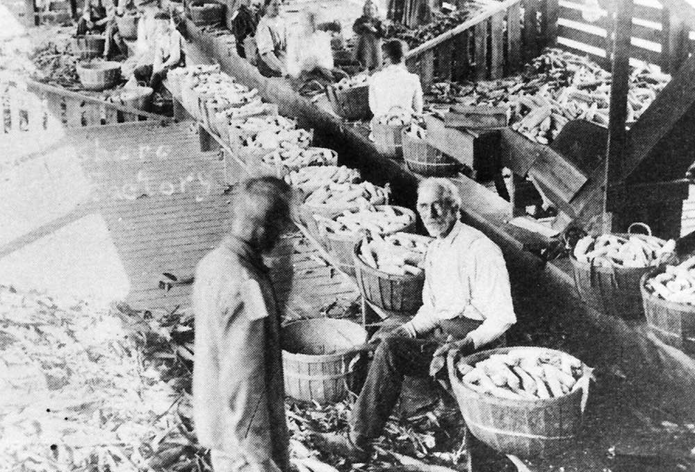 Corn line at the Lanesboro Canning Company