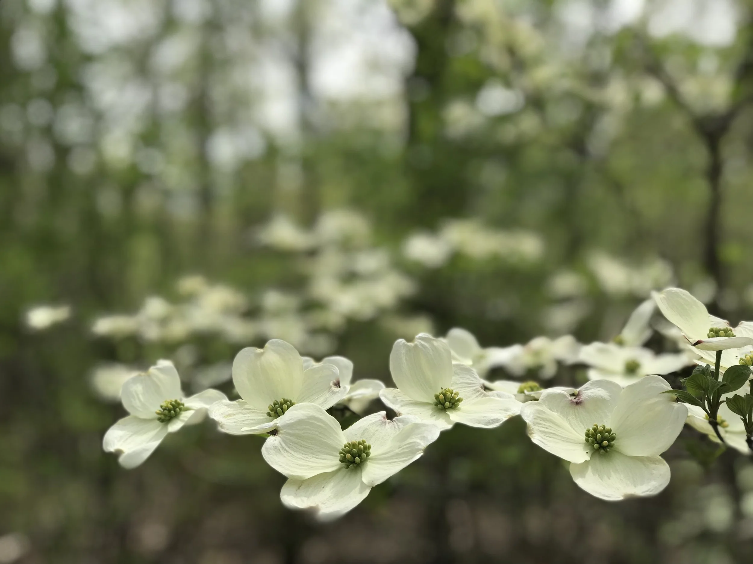 Untitled, 2019. Digital photograph. Price available upon request.