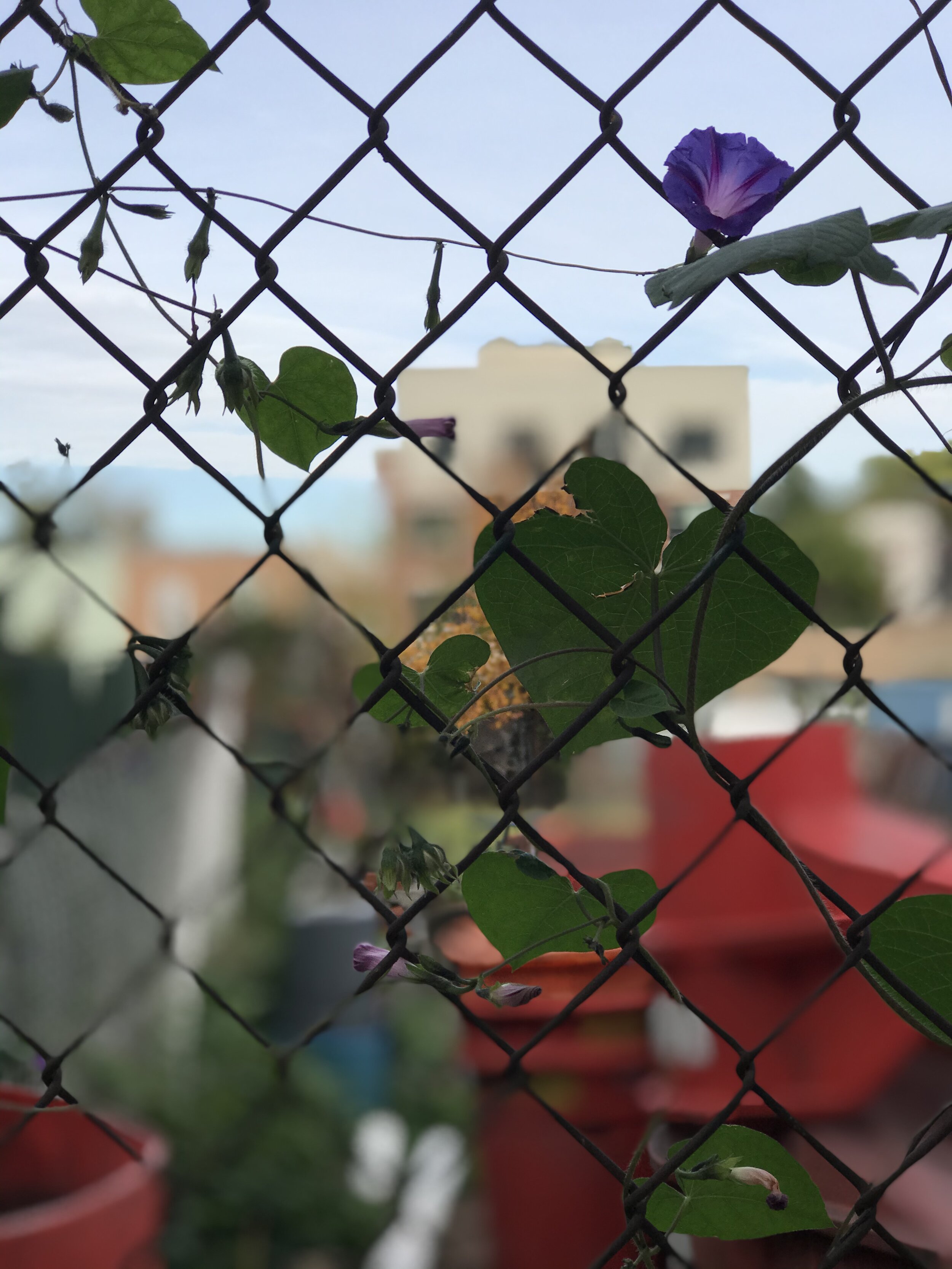 Growth, 2019. Digital photograph. Price available upon request.