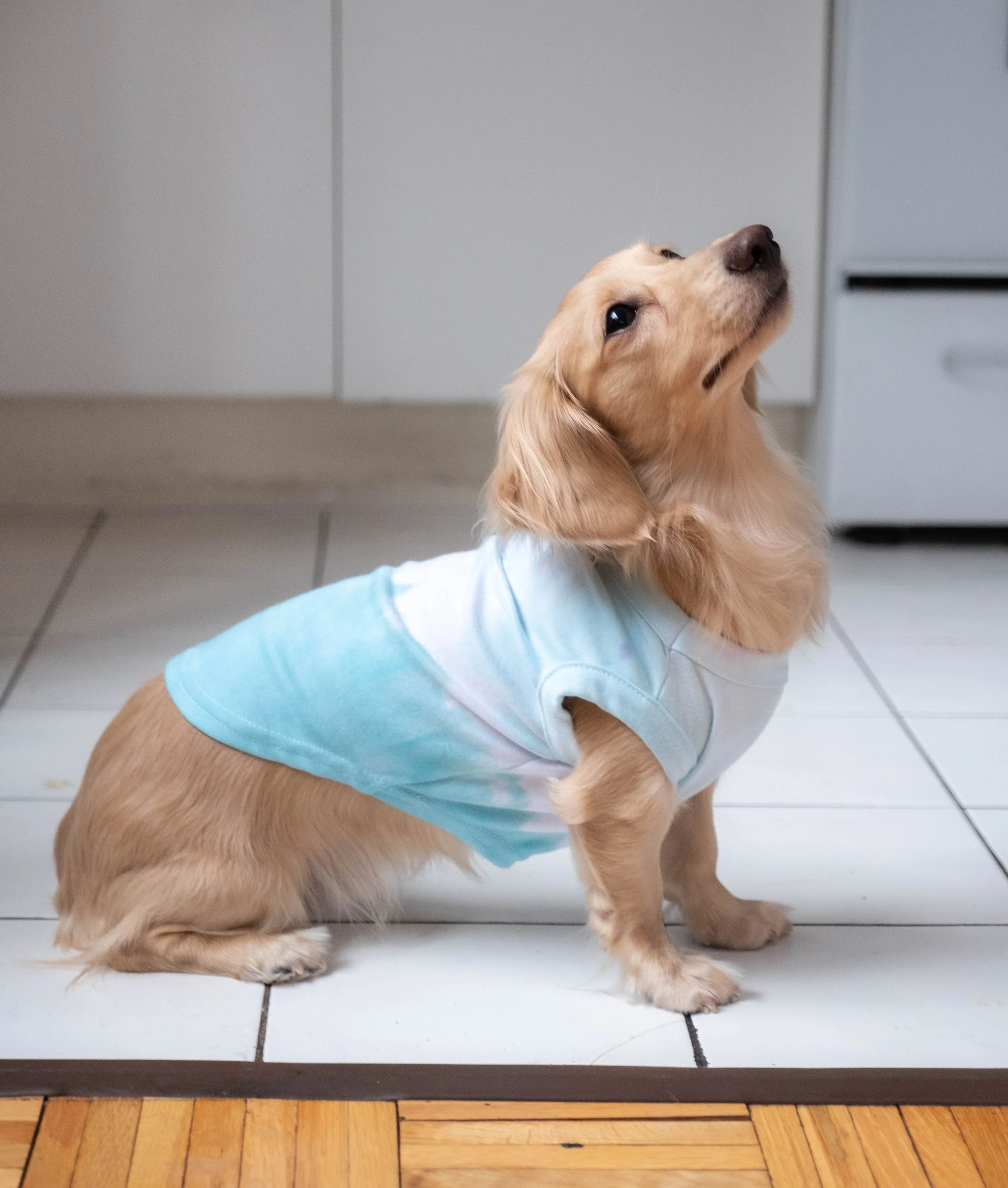 dog-tshirt-teal-ombre-nacho-2.JPG
