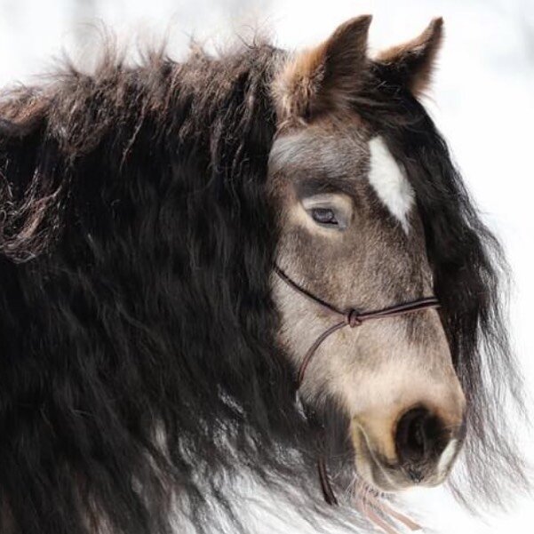 A customer sent this image of her horse wearing Leather a horseman halter. Dooms like this magnificent horse is straight from a dream.
.
.
.
.
.
#gypsyvanner #gypsyvannerhorse #gypsyvannersofinstagram #gypsyvanners #gypsyvannerhorsesociety #gypsyvann