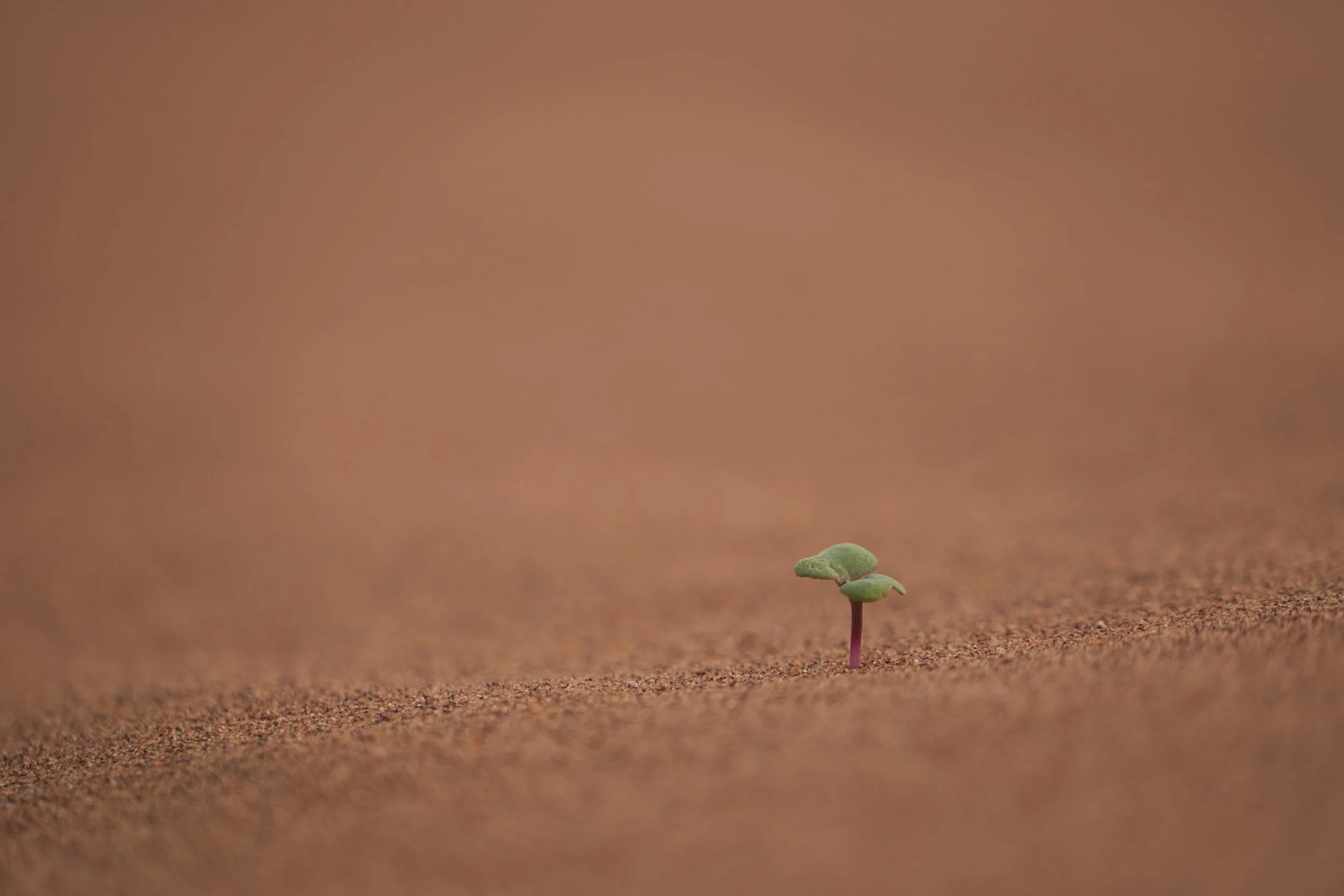 The Curse and the Promise (Genesis 3:14-15)