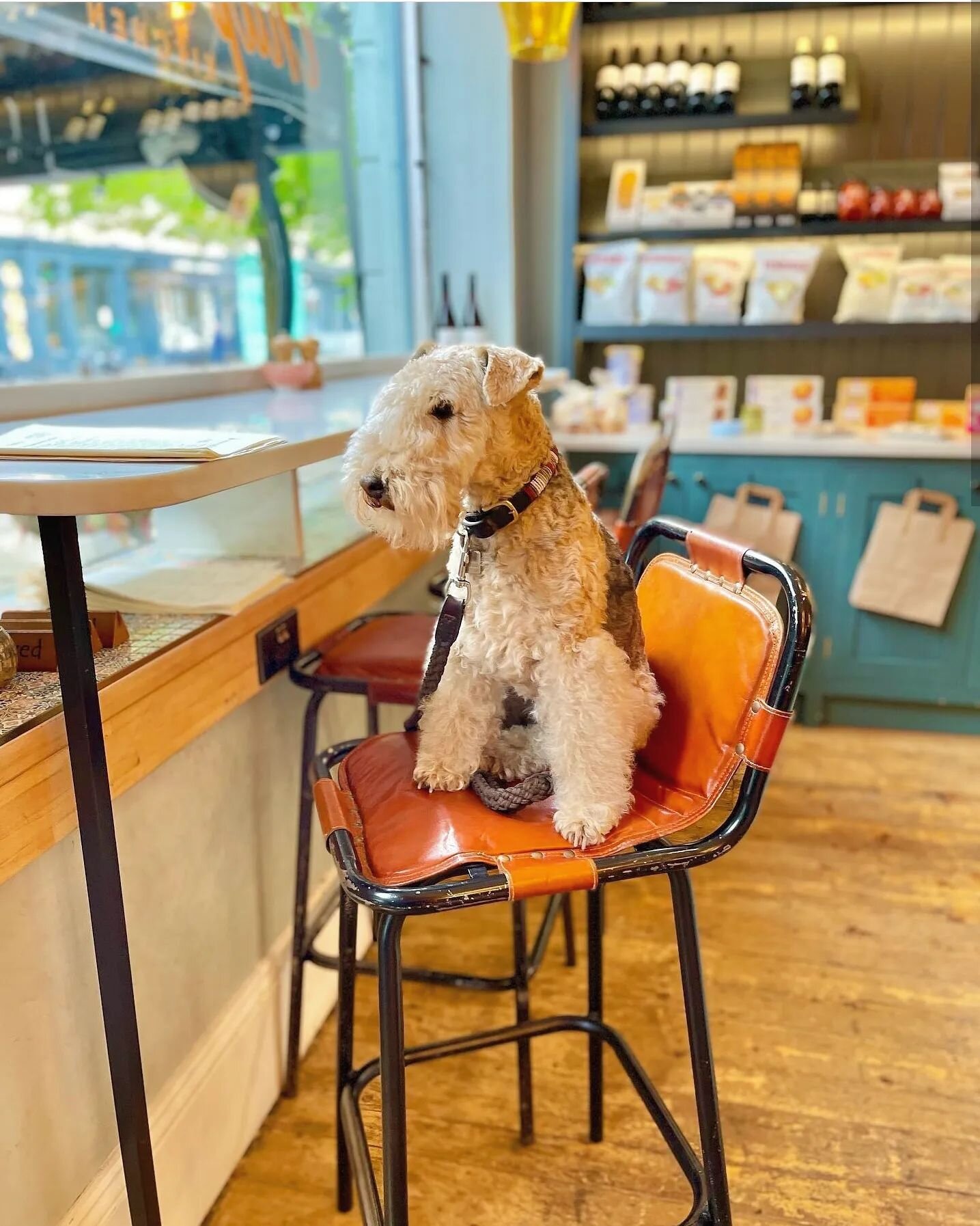 We love our four legged friends here at Chaplais 🐕

Thanks for the great snap @bertielakeland 😄