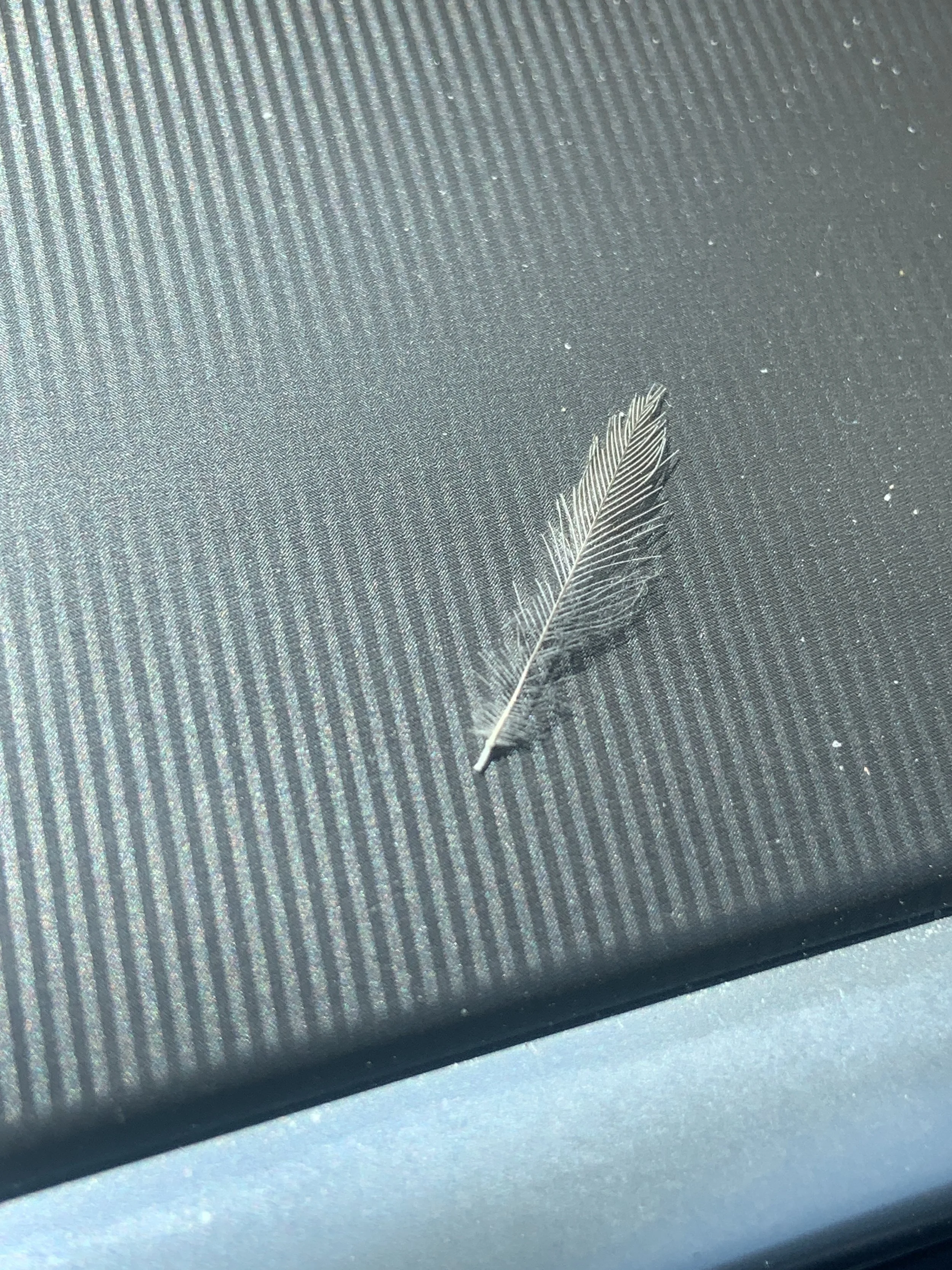 Miraculous Magical: On Feathers