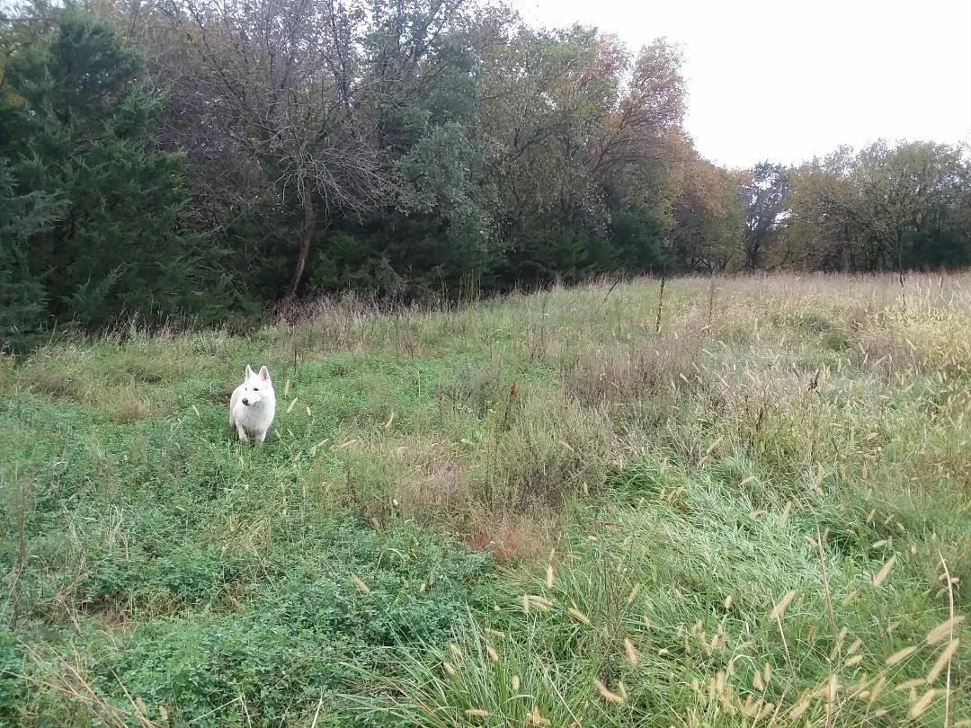 Fall of 2018, just purchased our own farm!!!Our herding dog out exploring her new place