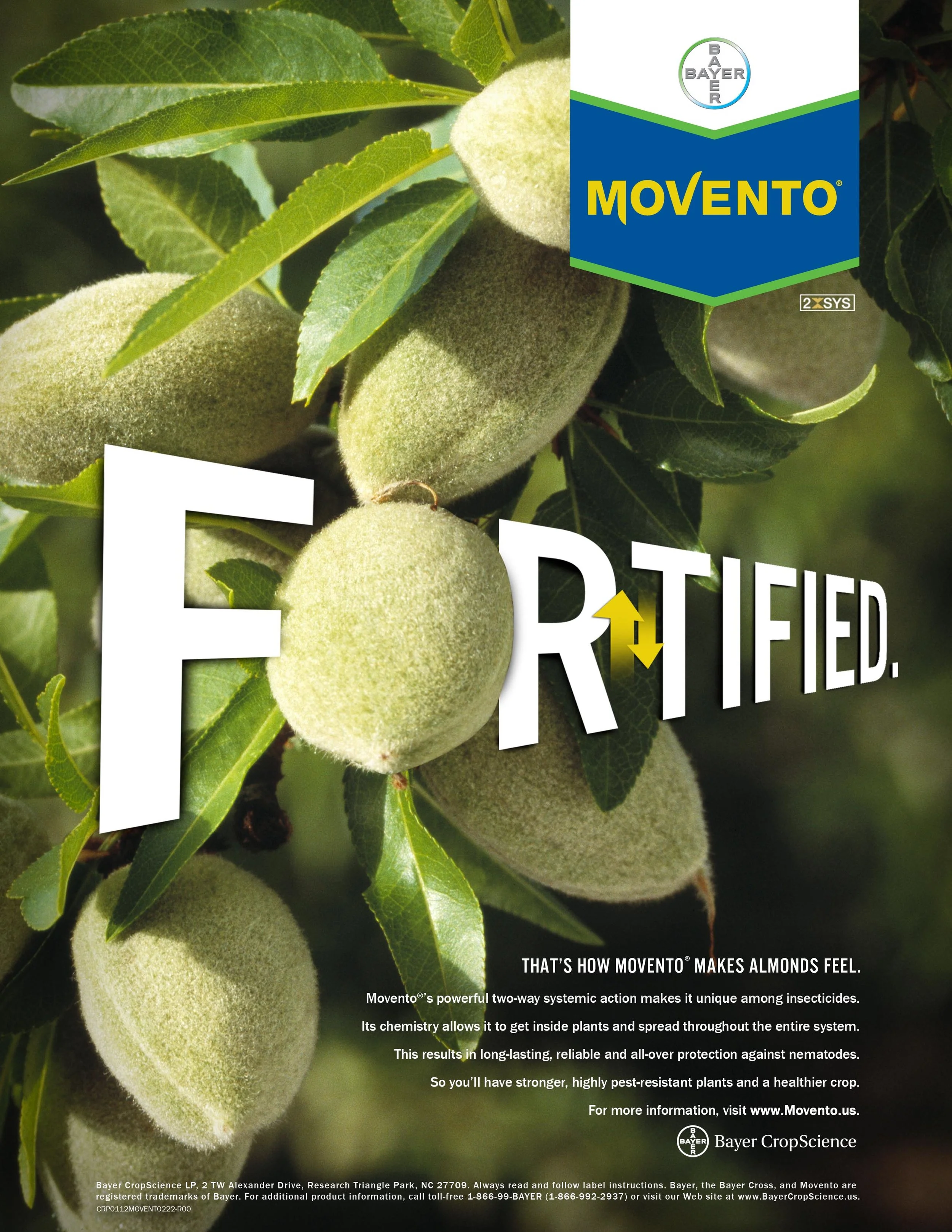 MOVENTO_ALMONDS.jpg