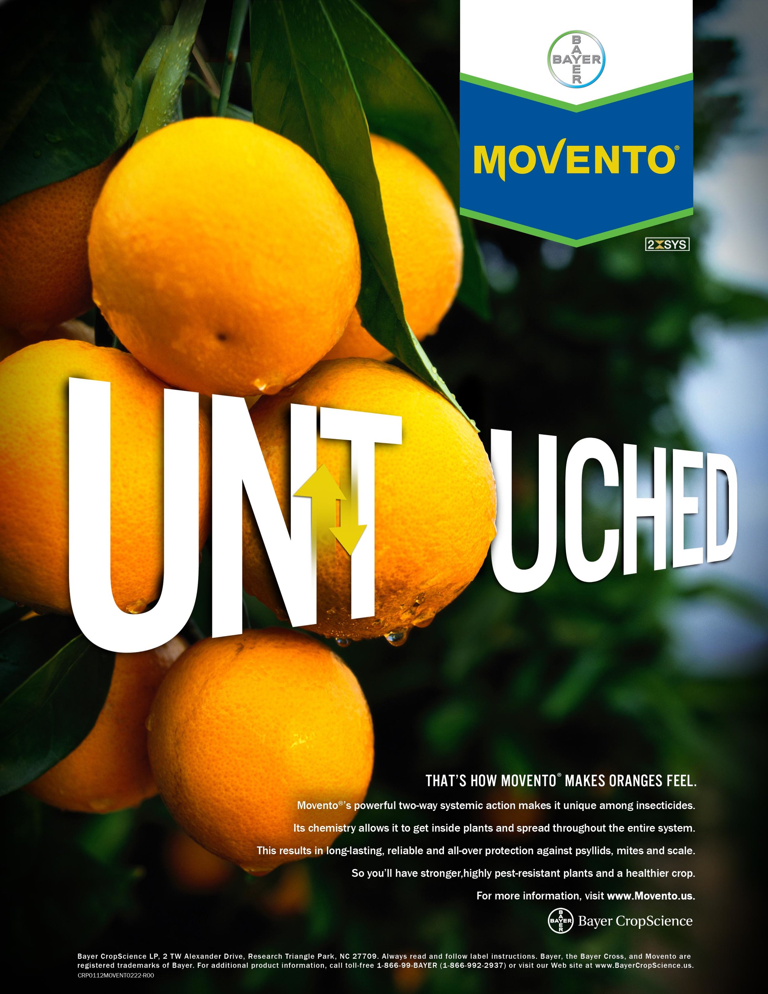 MOVENTO_ORANGES.jpg