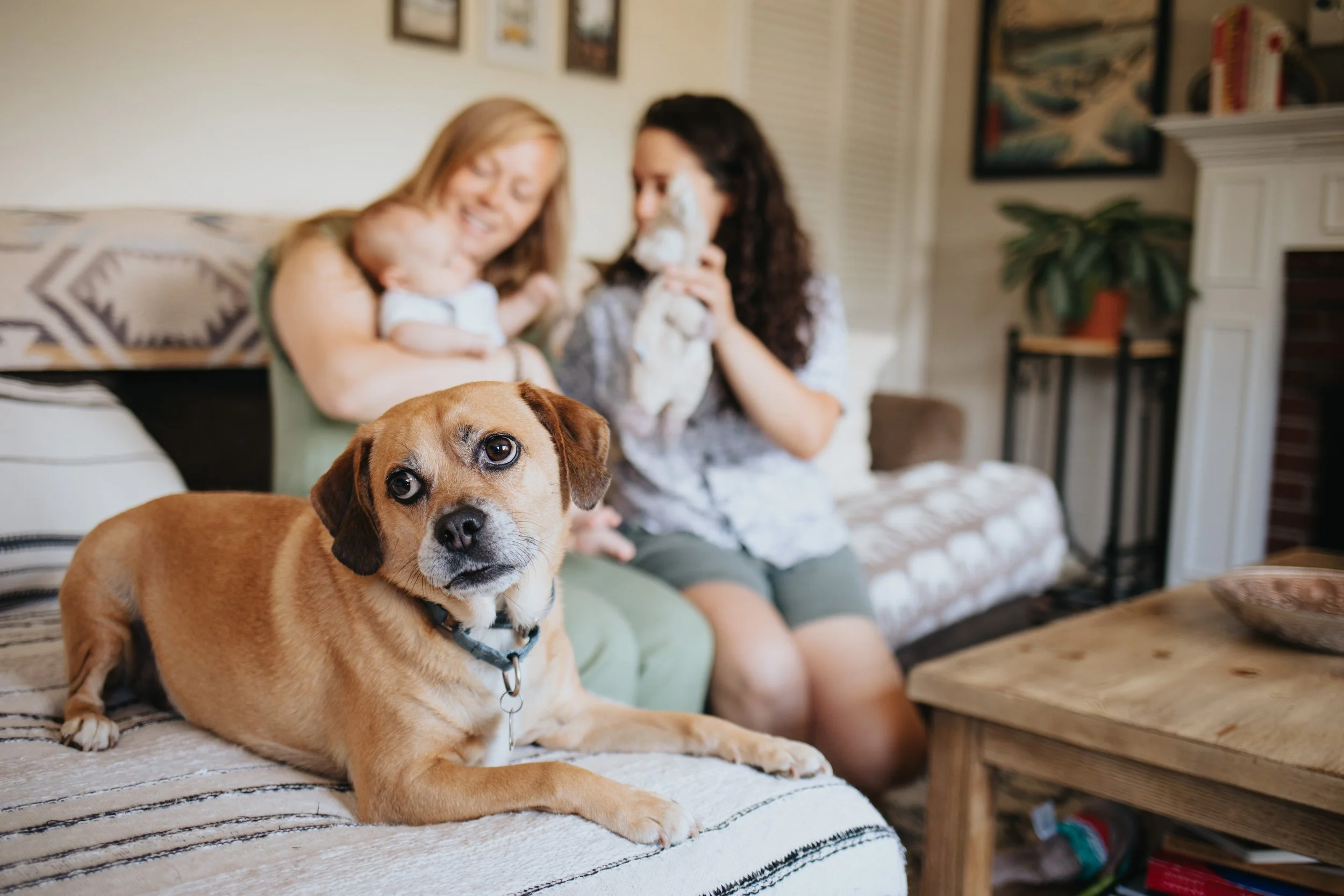 A photo of the family dog during an editorial lifestyle family session in Worcester MA by Worcester family photographer Tom Godfrey Photography.