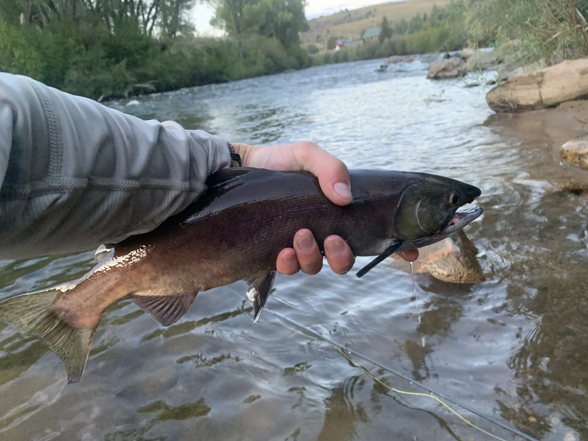 Fishing for Kokanee on the Gunnison River Camping & Backcountry Huts in Colorado