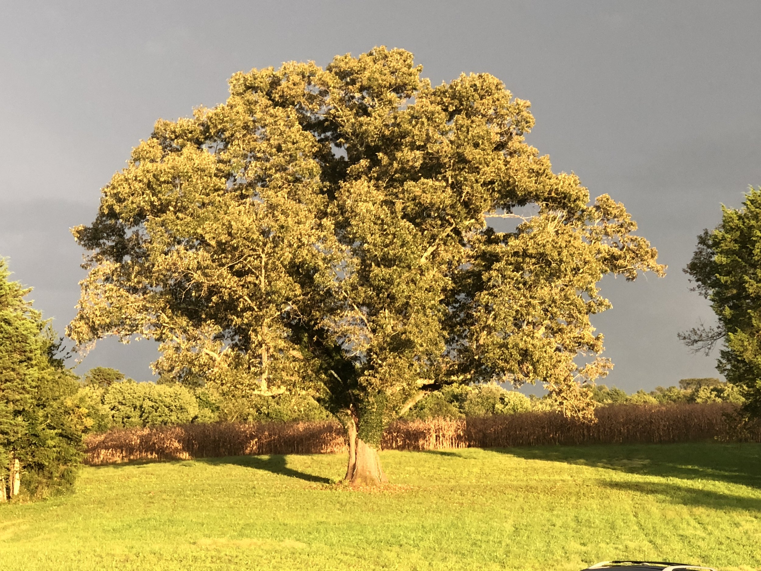 The wedding tree at Sunny View