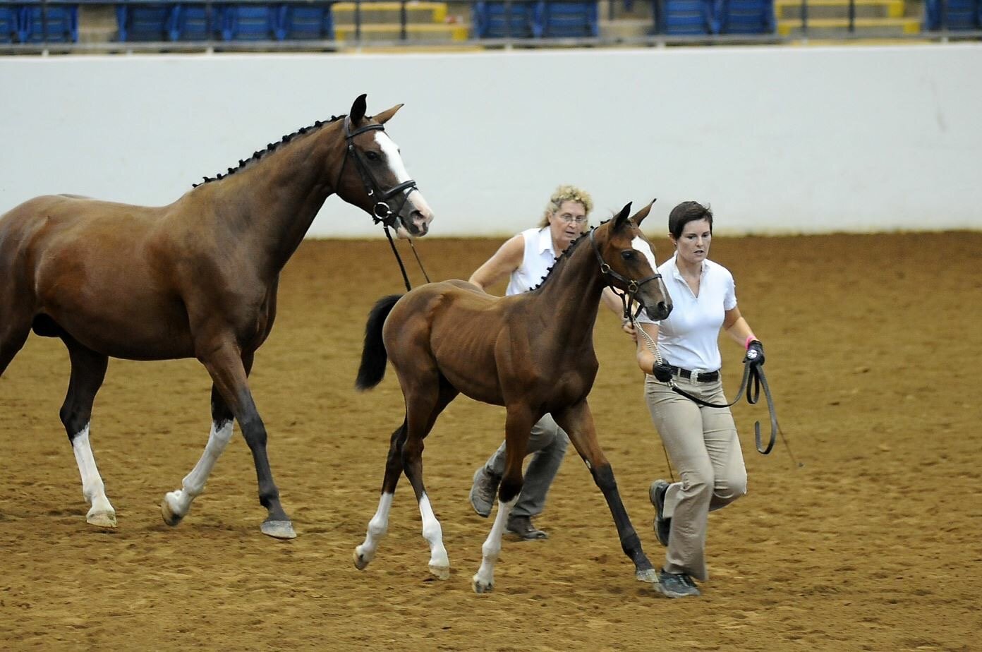 Reserve Champion foal, 2013 Dressage at Lexington