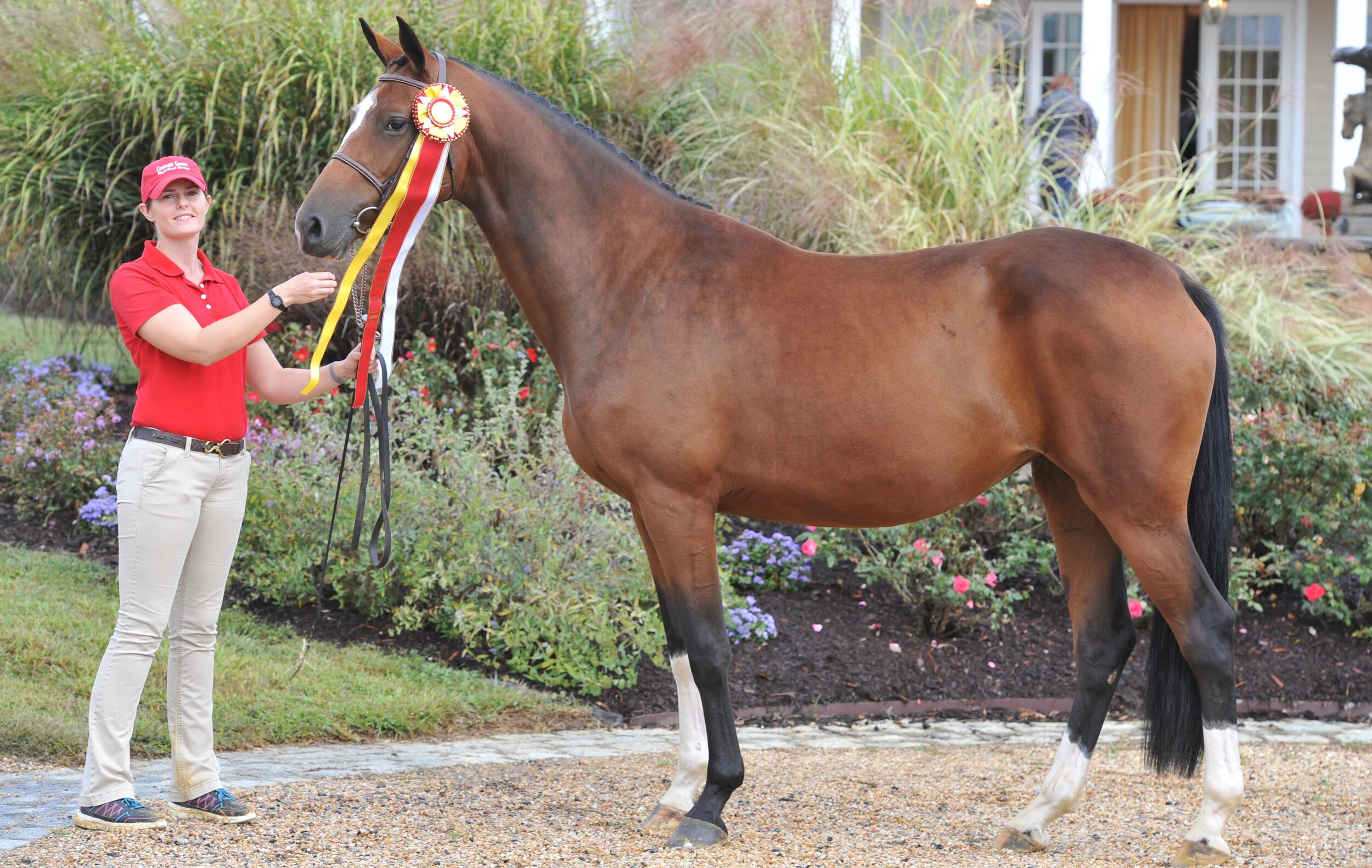 Res. Champion Holsteiner mare