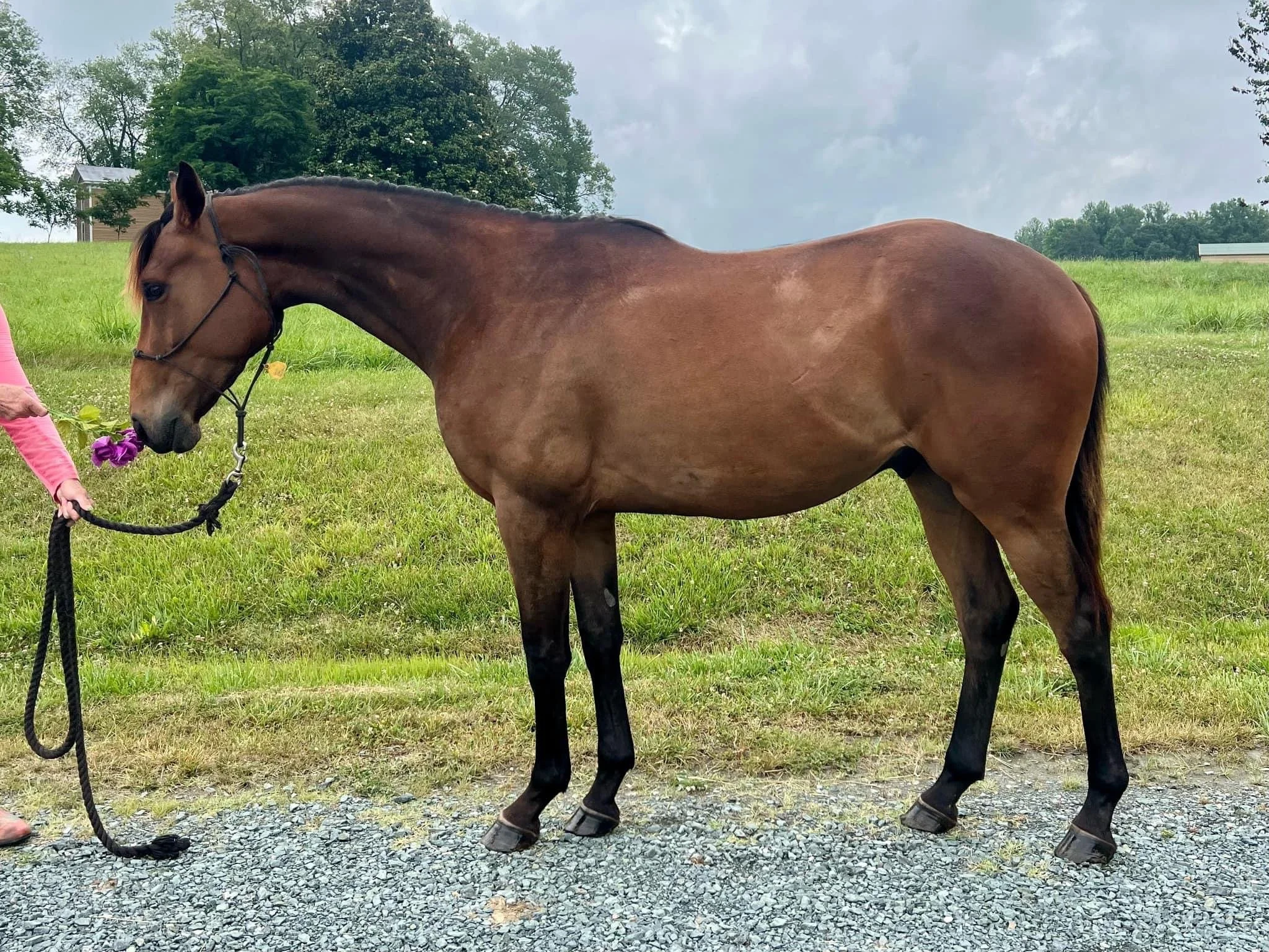 2023 Raven Skywalker 1.JPG