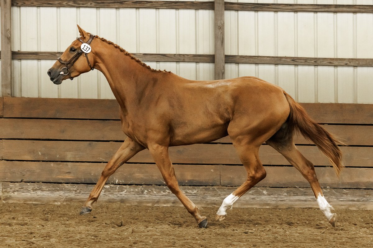 2023 DREAM OF RAVENS YHS Trot.JPG